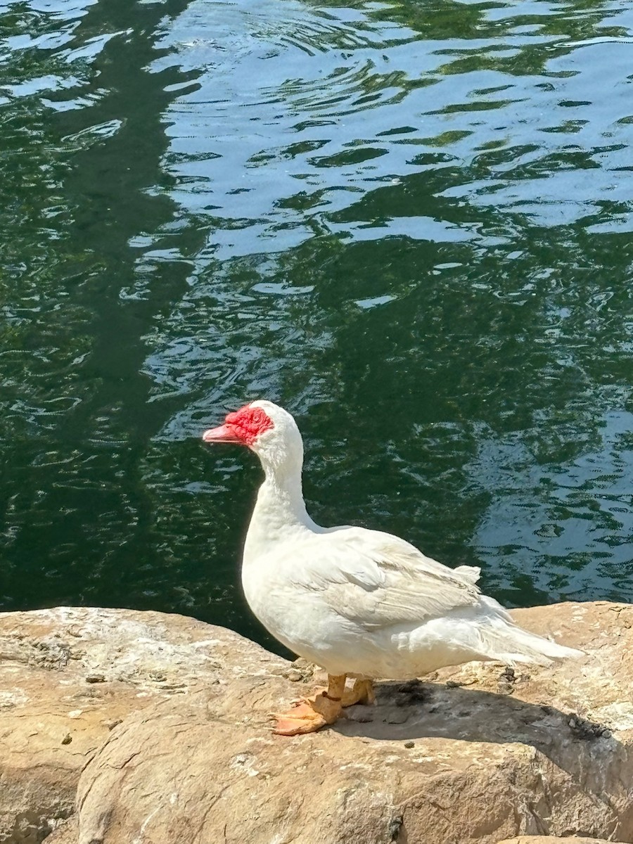Muscovy Duck (Domestic type) - ML619494695