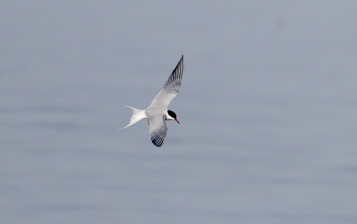 Common Tern - ML619494717