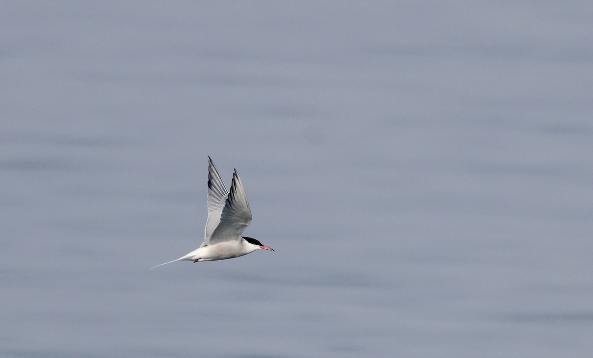 Common Tern - ML619494721