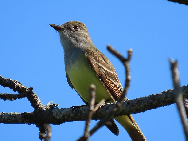 Great Crested Flycatcher - ML619494733