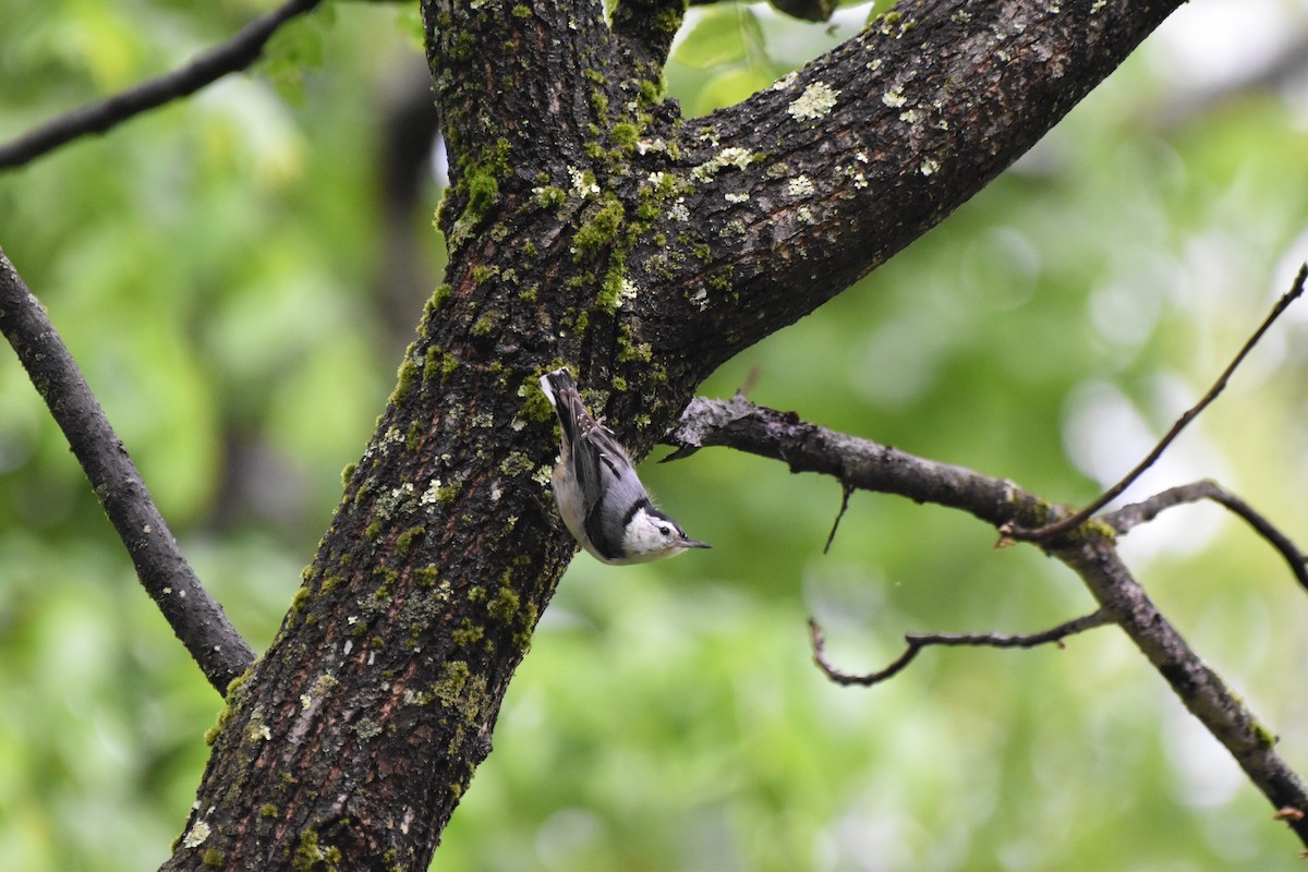 White-breasted Nuthatch - ML619494741