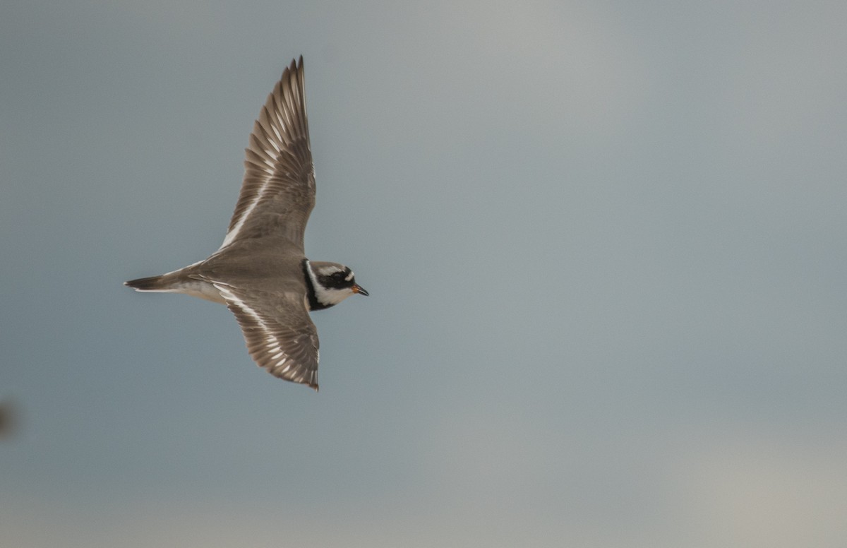Common Ringed Plover - ML619494818