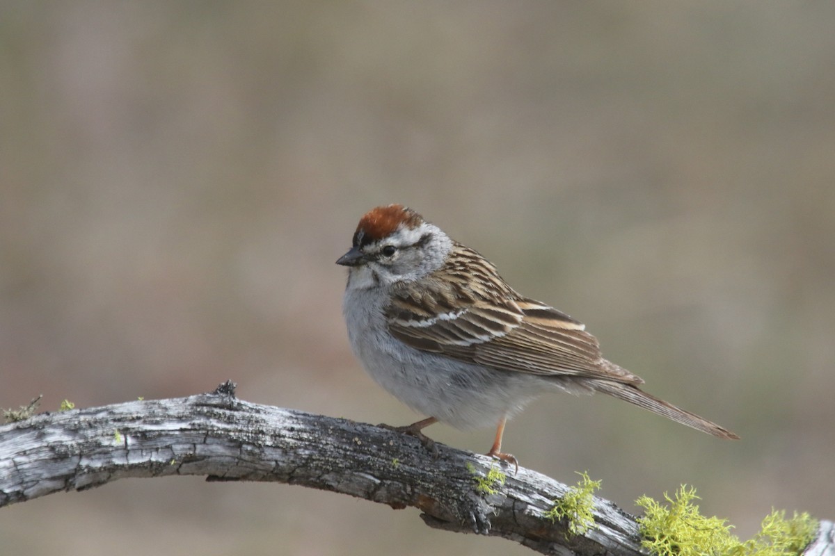 Chipping Sparrow - ML619494819
