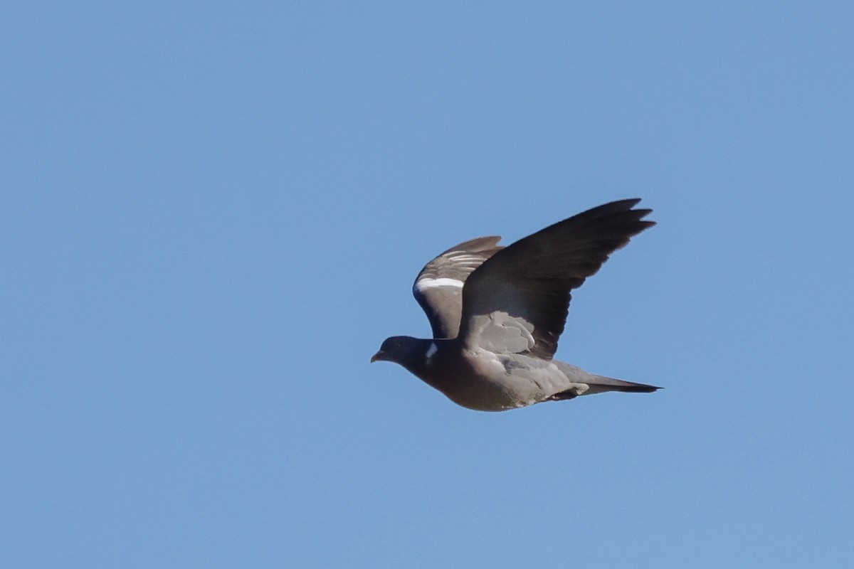 Common Wood-Pigeon - ML619494836