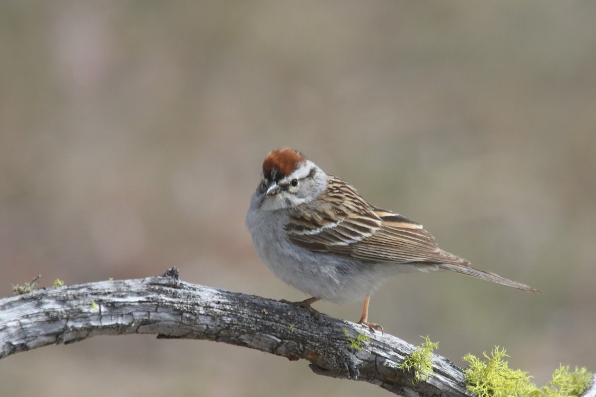 Chipping Sparrow - ML619494839