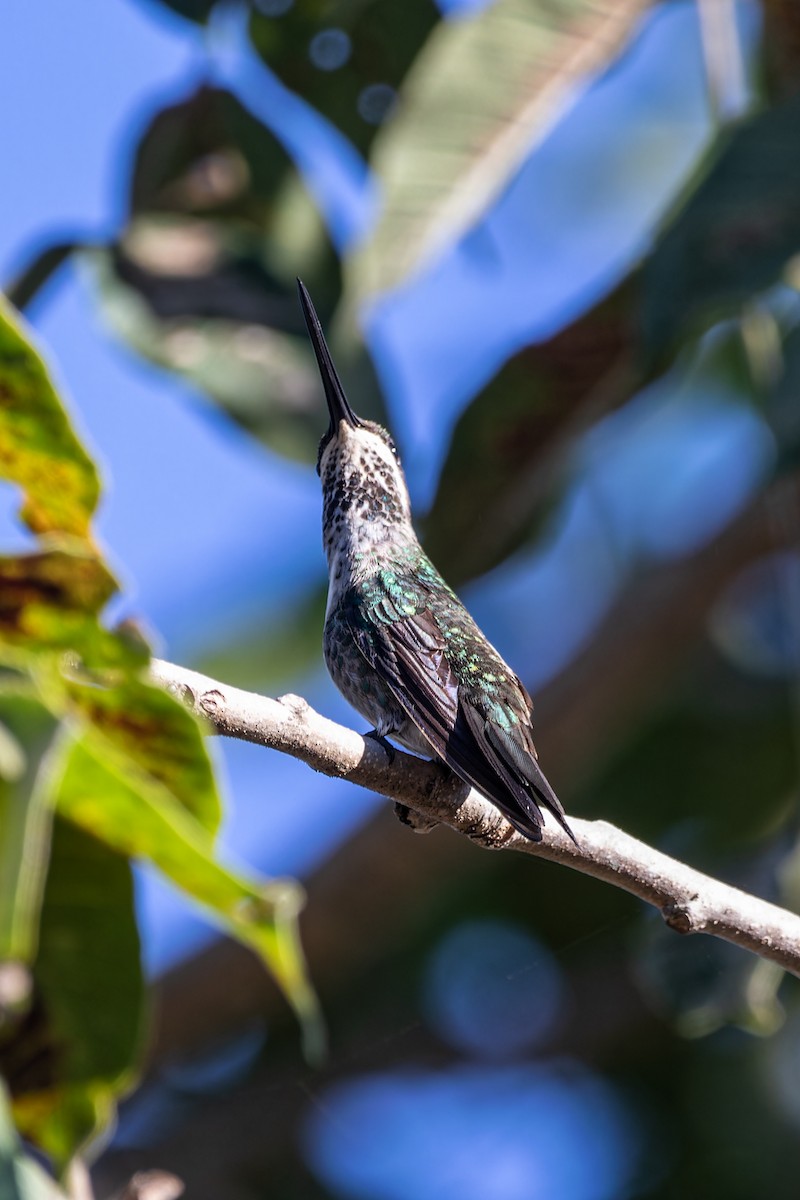 kolibřík fialovolímcový - ML619494866