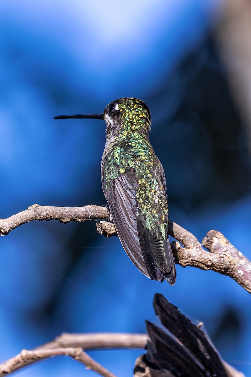kolibřík fialovolímcový - ML619494867