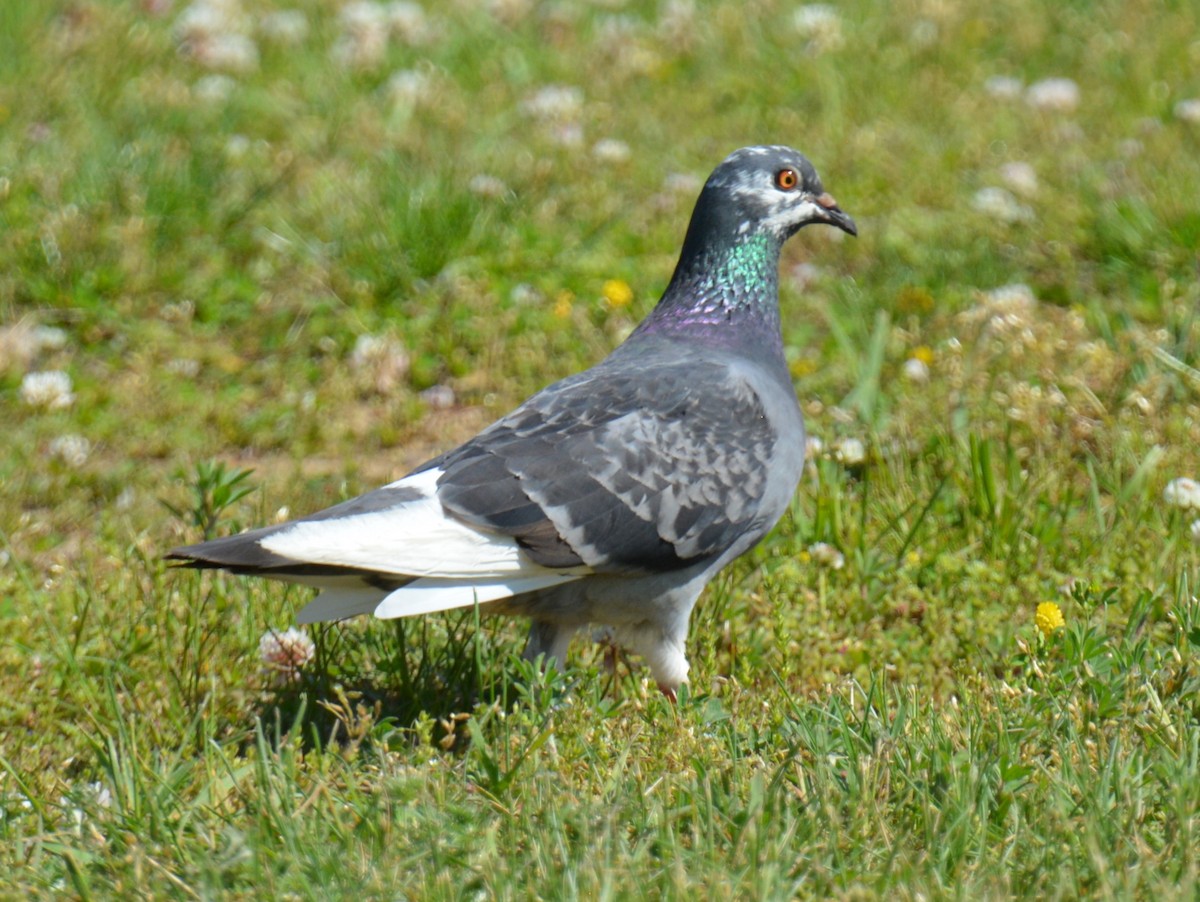 Rock Pigeon (Feral Pigeon) - ML619494871