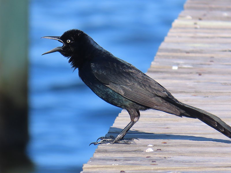 Boat-tailed Grackle - ML619494873