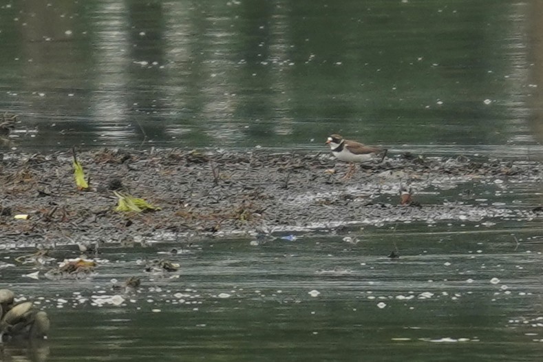 Semipalmated Plover - ML619494965