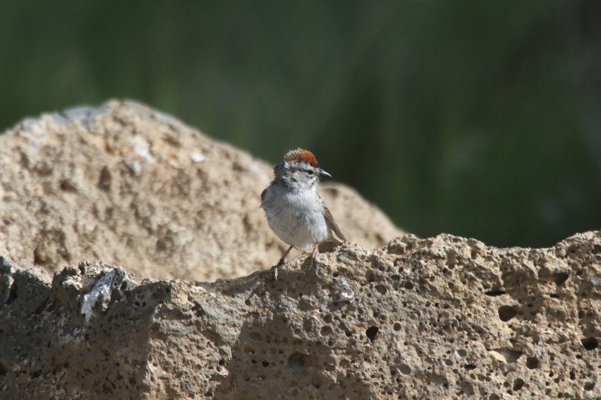 Chipping Sparrow - ML619494967