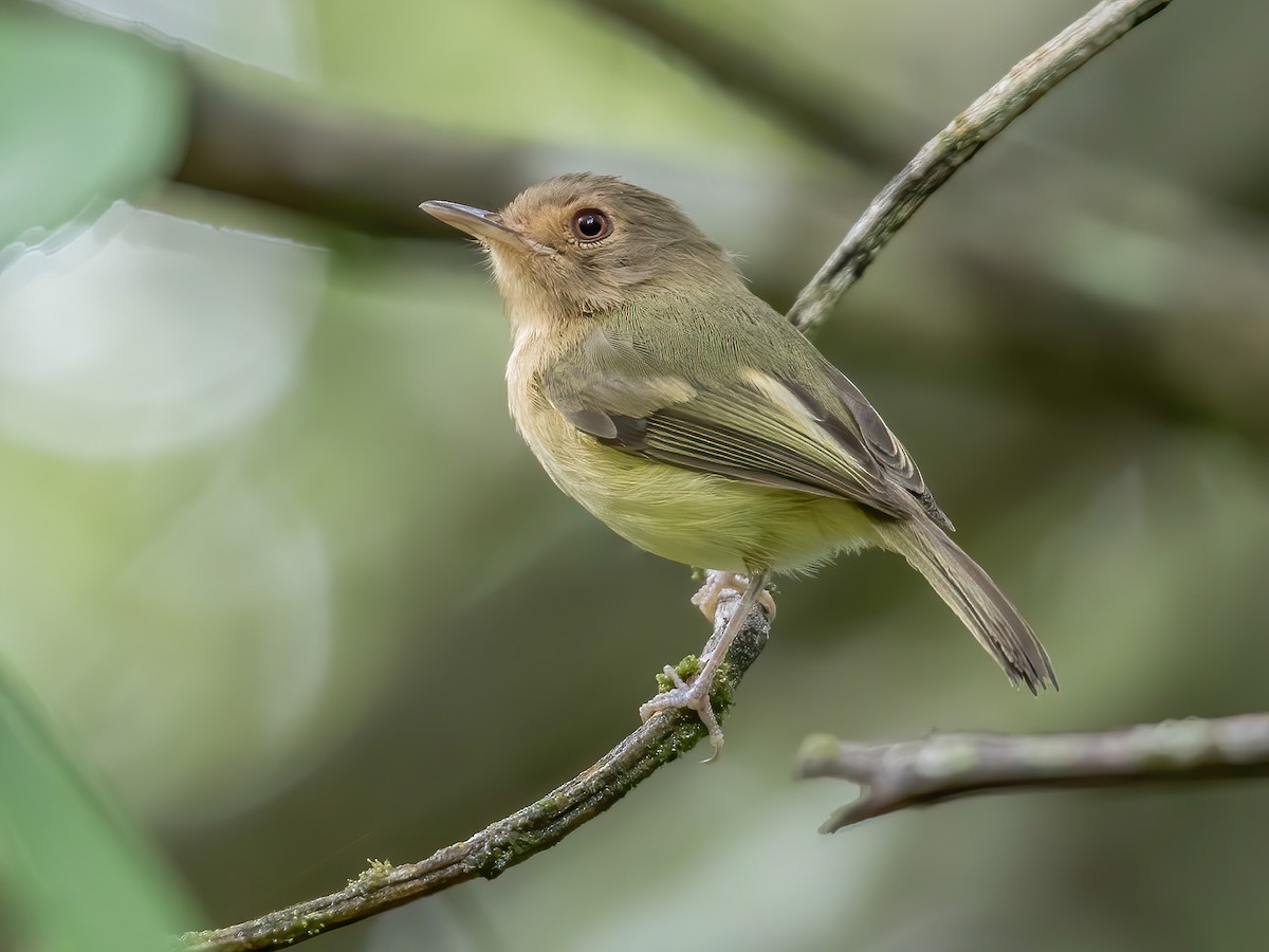 Buff-breasted Tody-Tyrant - Hemitriccus mirandae - Birds of the World