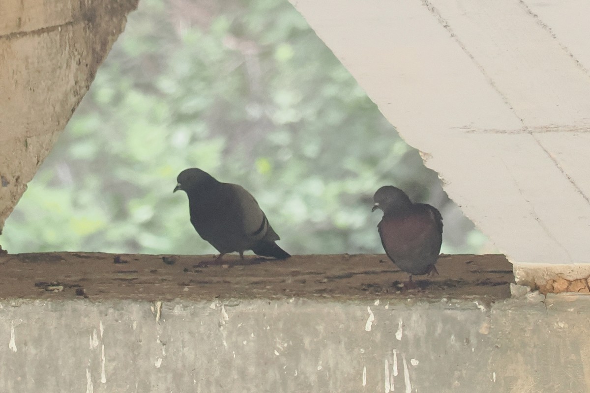 Rock Pigeon (Feral Pigeon) - ML619494977