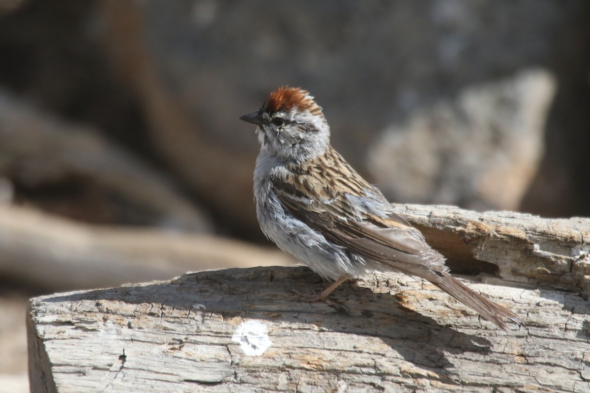 Chipping Sparrow - ML619494985