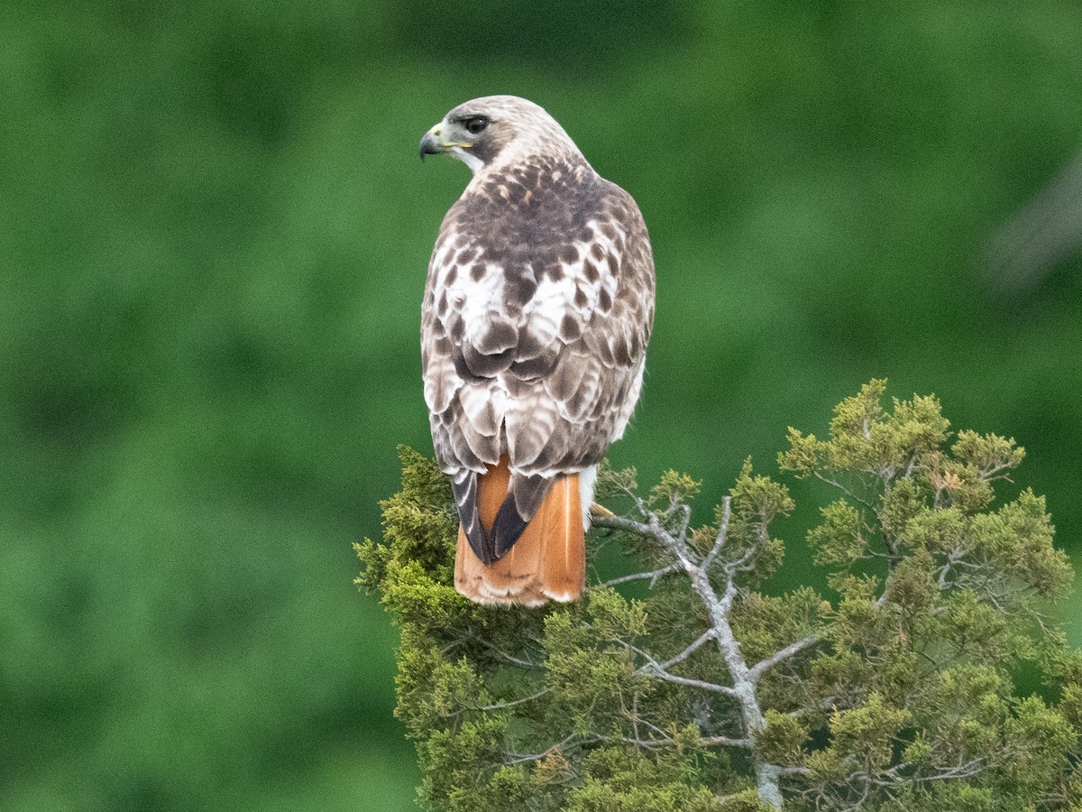 Red-tailed Hawk - ML619495008