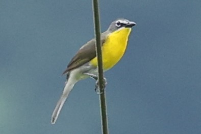 Yellow-breasted Chat - ML619495088
