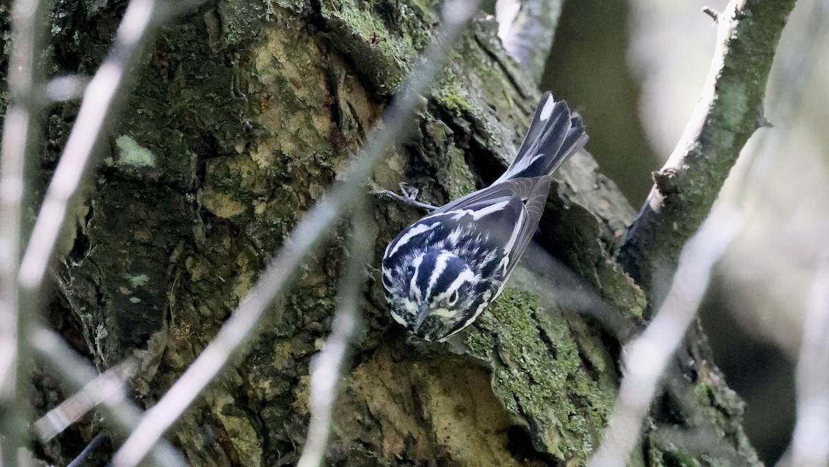 Black-and-white Warbler - ML619495104