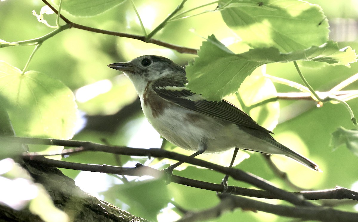 Bay-breasted Warbler - ML619495122