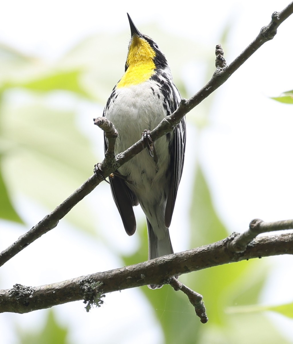 Yellow-throated Warbler - ML619495125