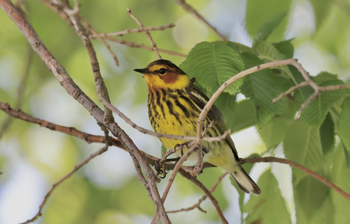 Cape May Warbler - ML619495145