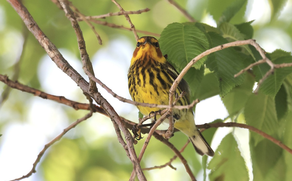 Cape May Warbler - ML619495149