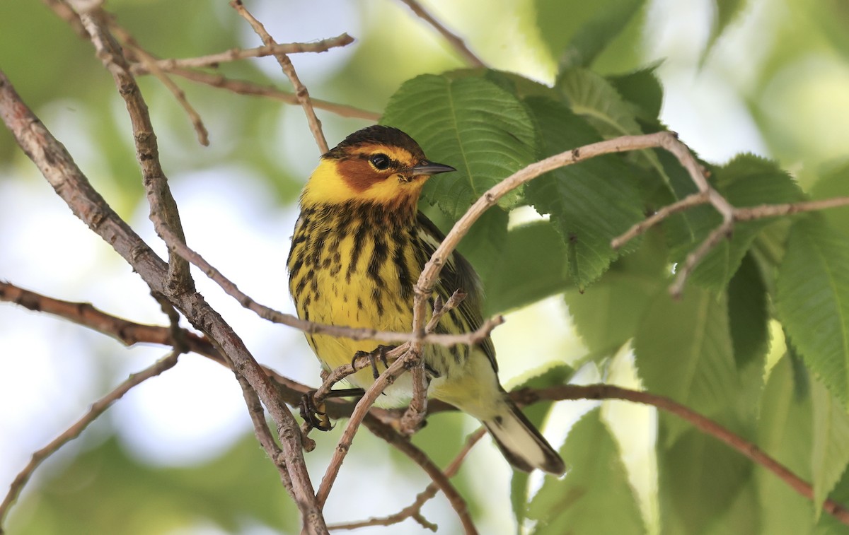 Cape May Warbler - ML619495154