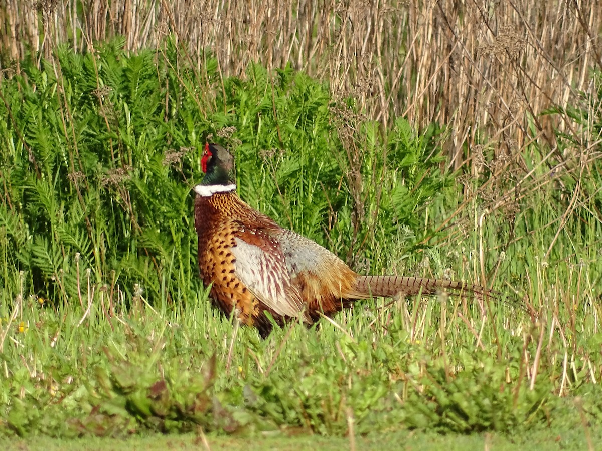 Ring-necked Pheasant - ML619495172