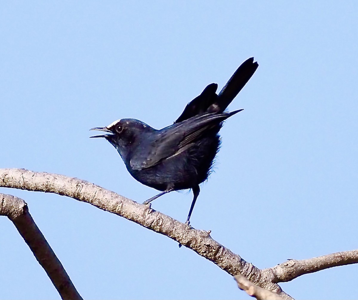White-fronted Black-Chat - ML619495209