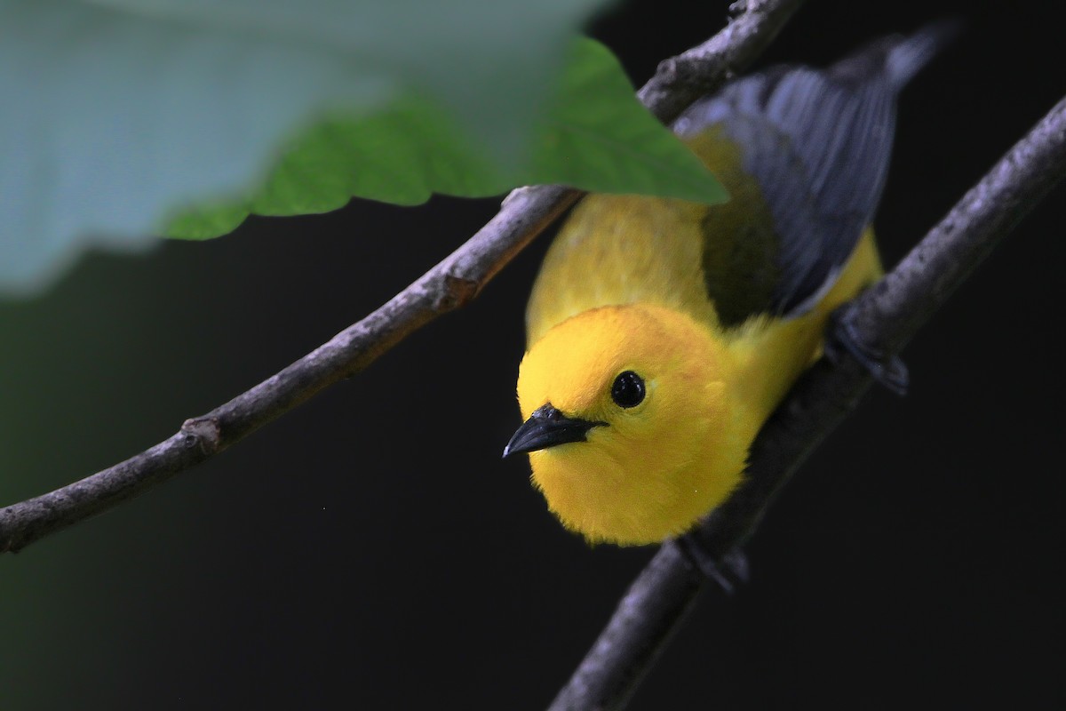 Prothonotary Warbler - ML619495227