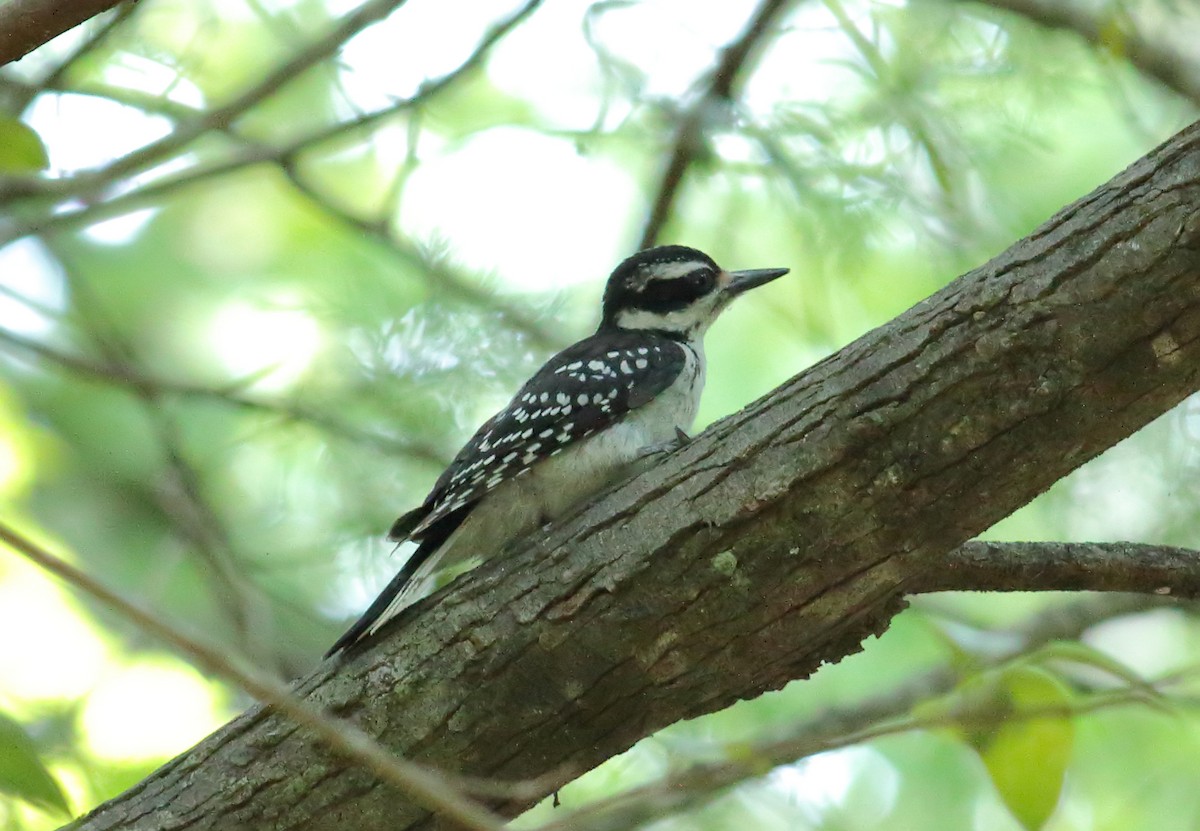 Hairy Woodpecker (Eastern) - ML619495257