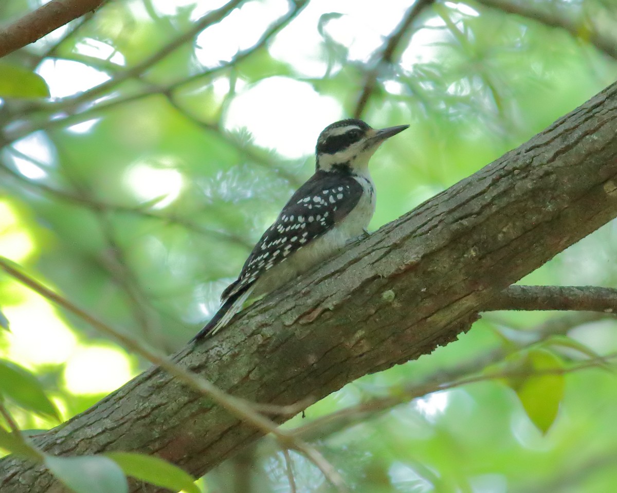 Hairy Woodpecker (Eastern) - ML619495258