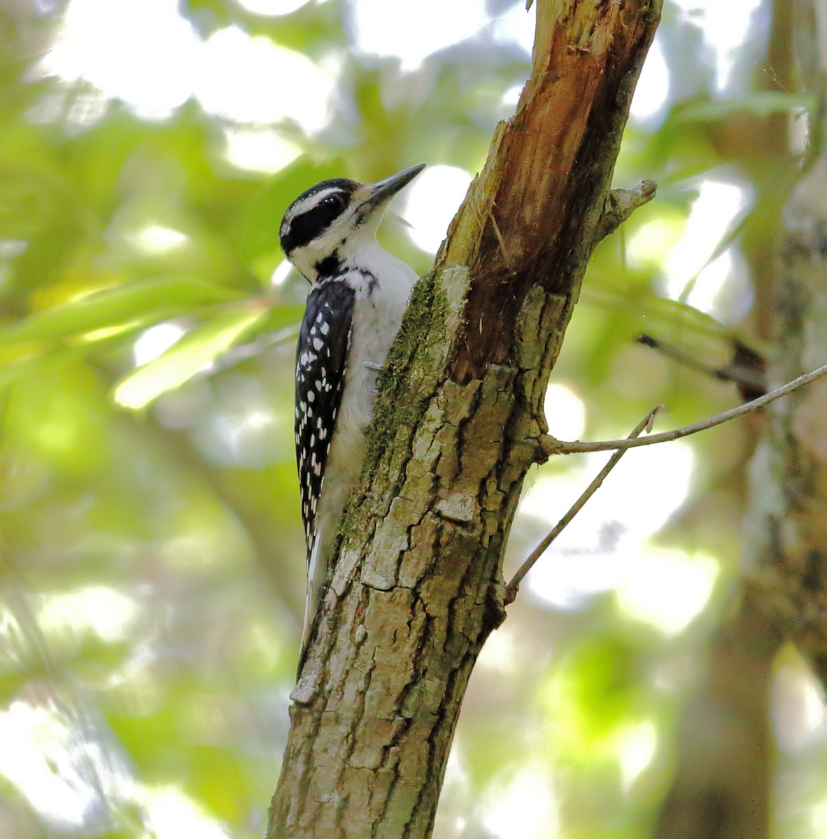 Hairy Woodpecker (Eastern) - ML619495259