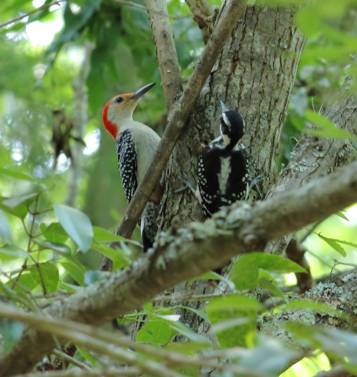 Hairy Woodpecker (Eastern) - ML619495260