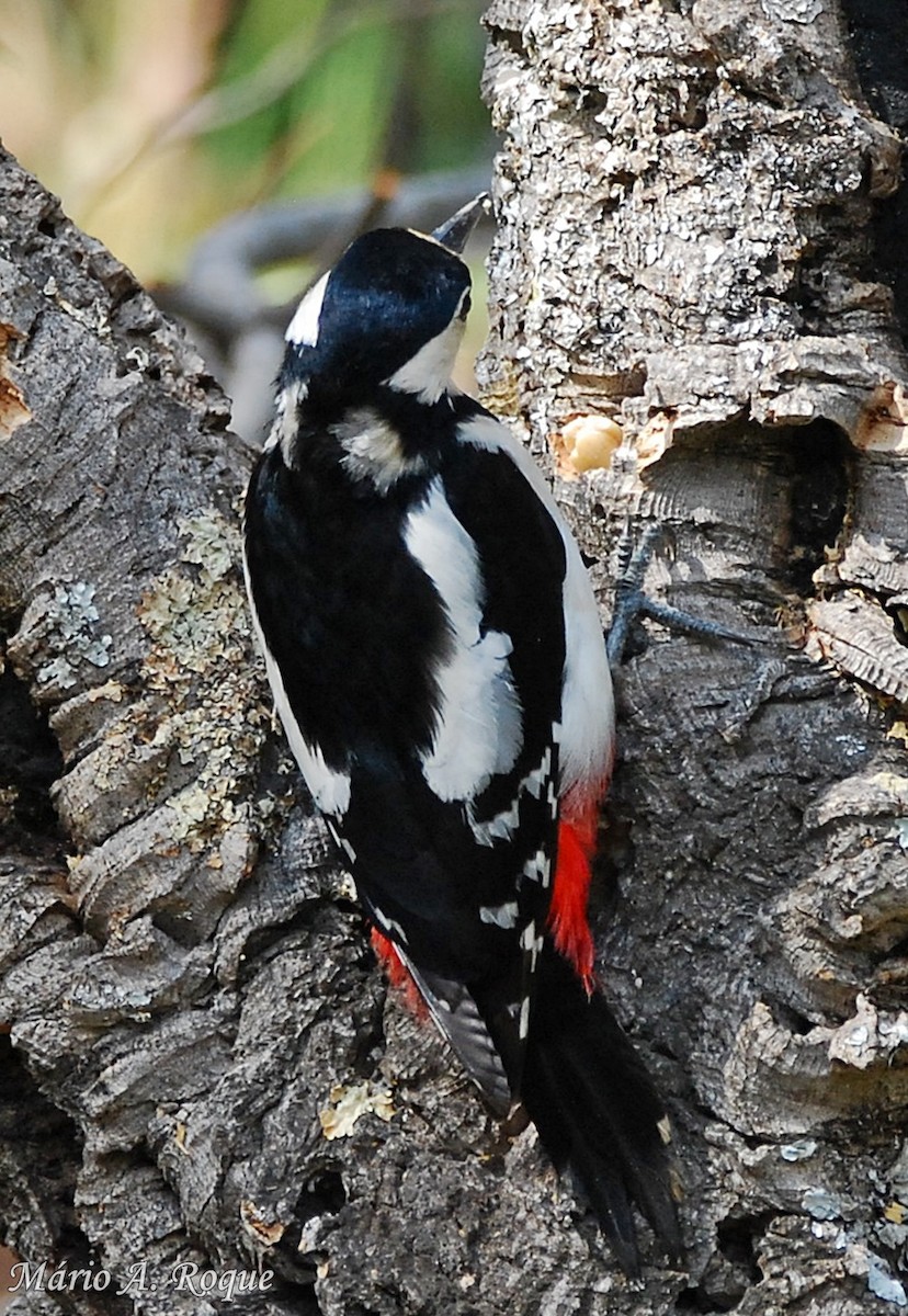 Great Spotted Woodpecker - ML619495264