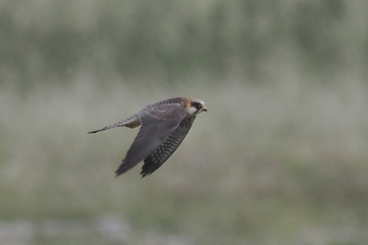 Red-footed Falcon - ML619495286