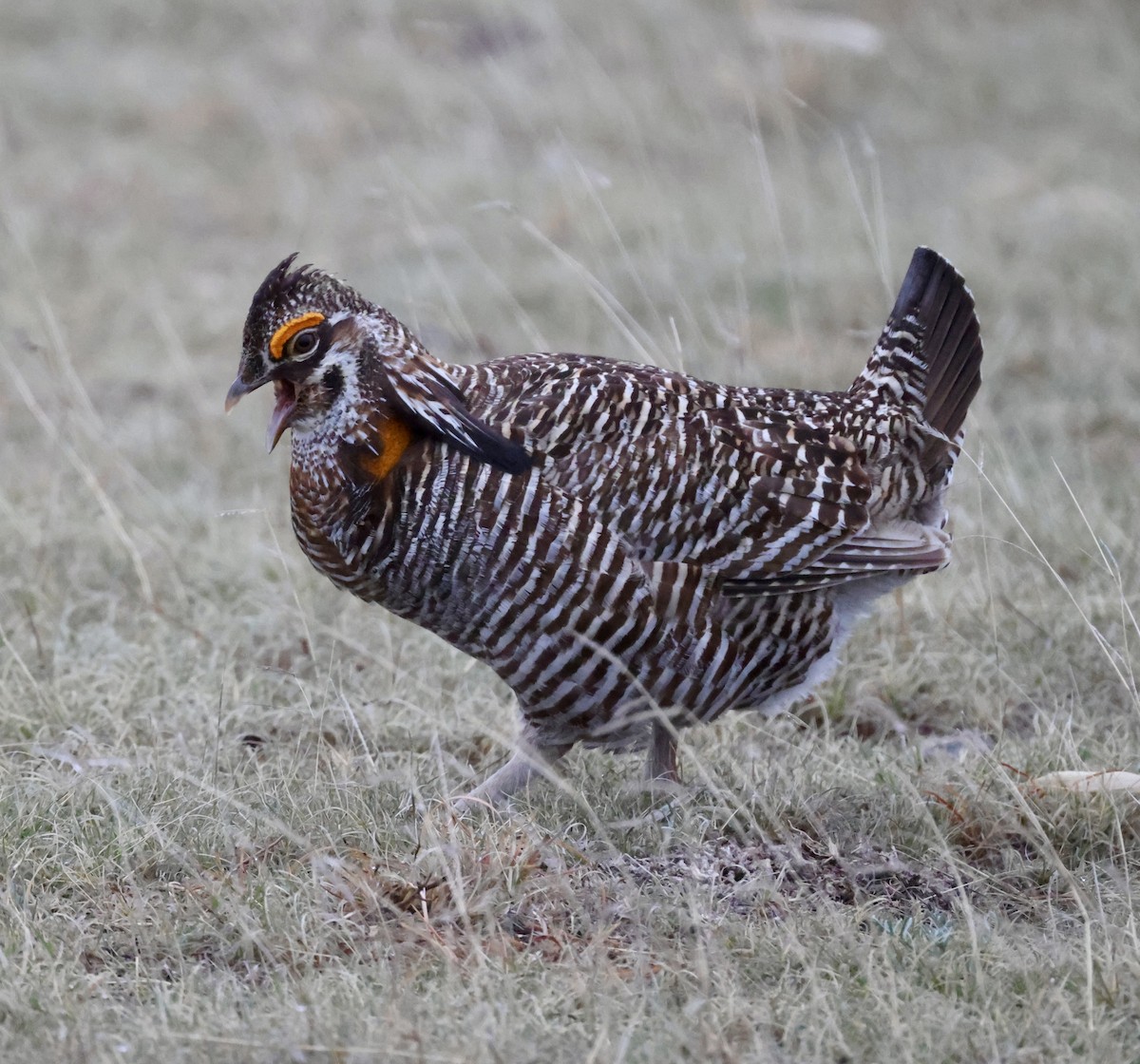 Greater Prairie-Chicken - ML619495289