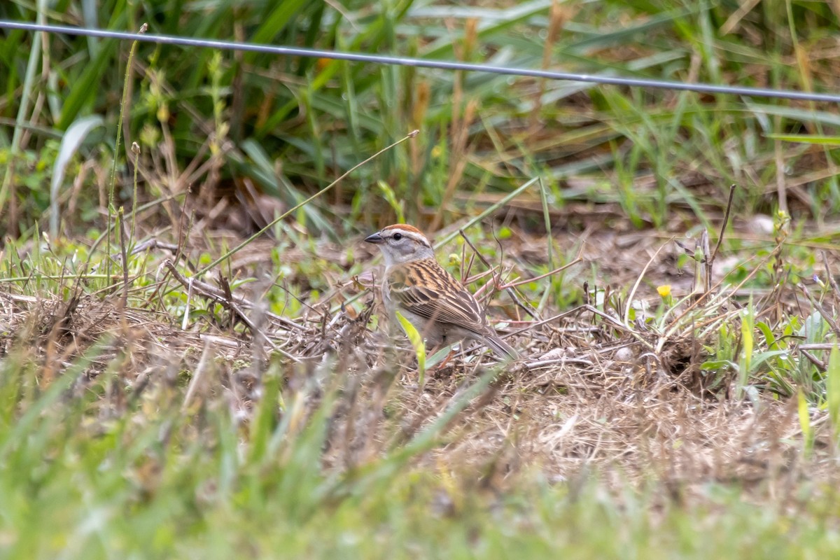 Chipping Sparrow - ML619495294