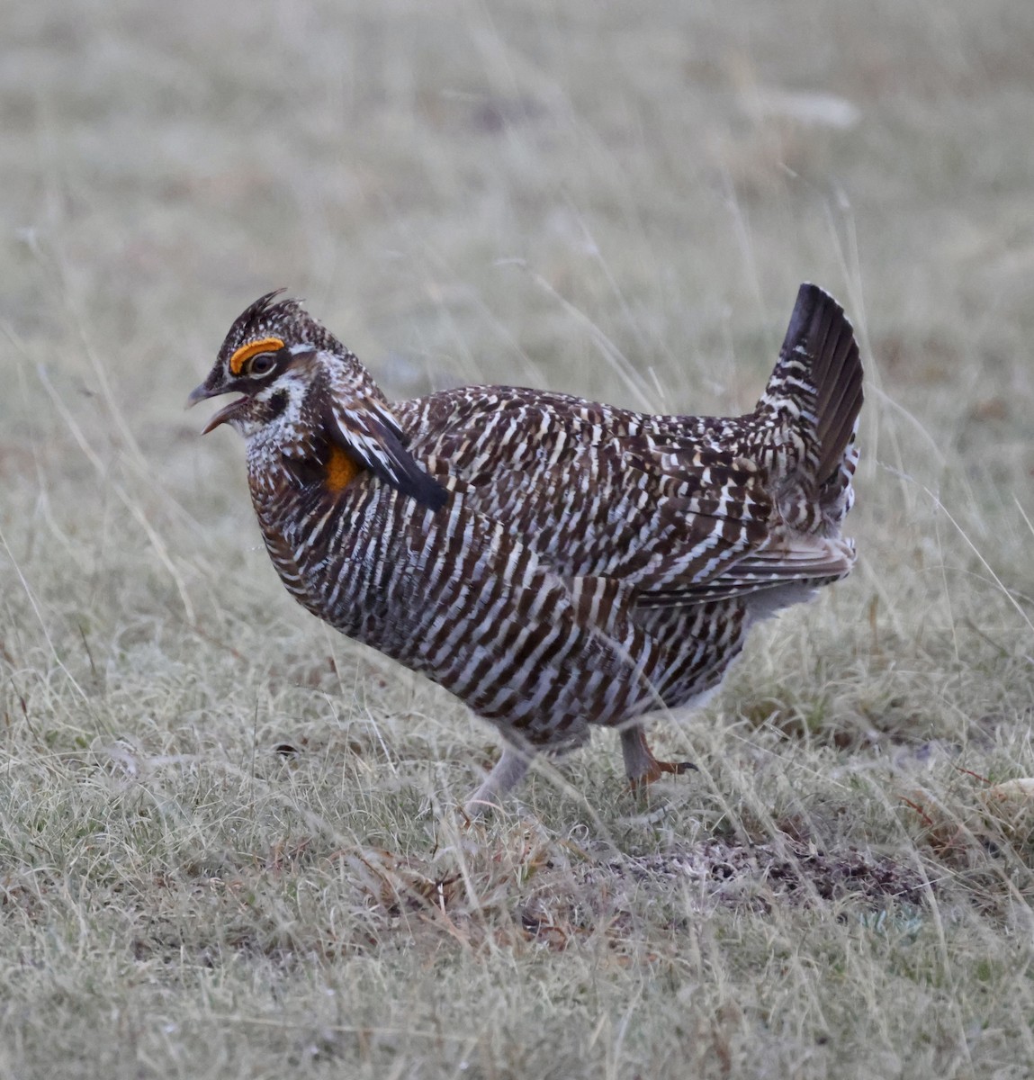 Greater Prairie-Chicken - ML619495304