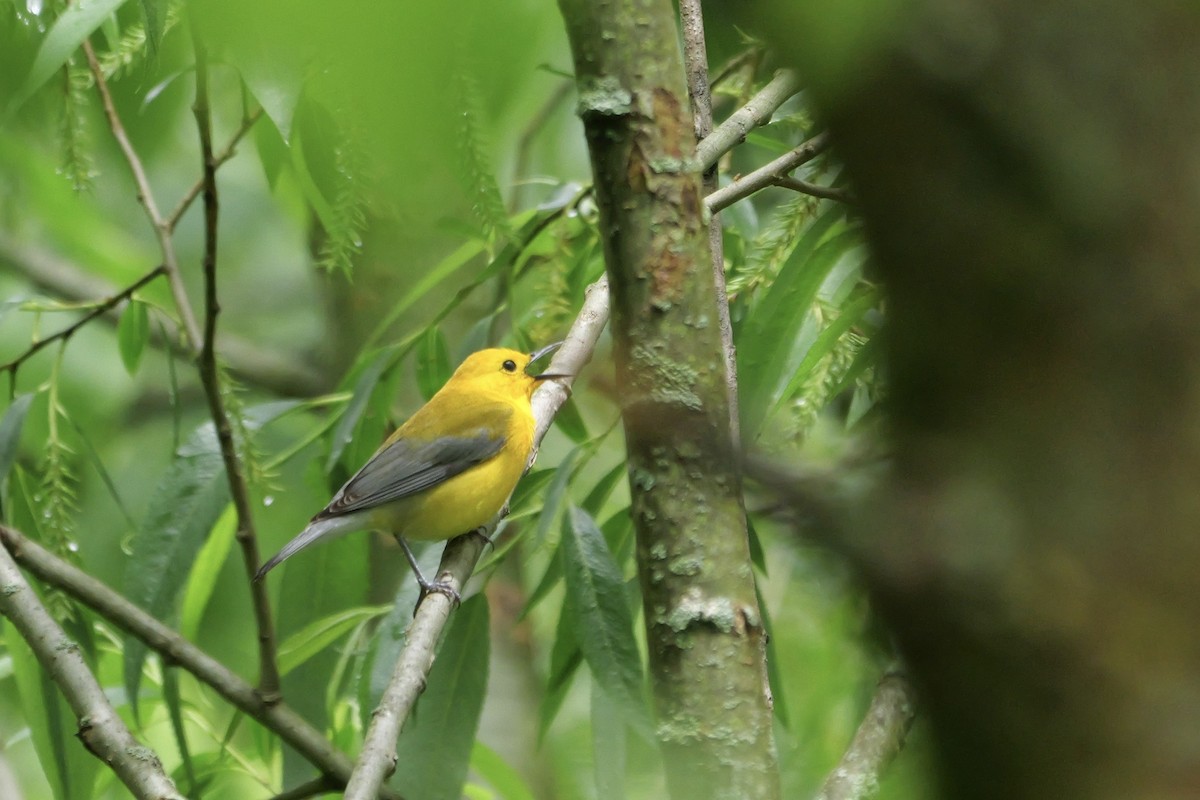 Prothonotary Warbler - ML619495345