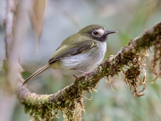  - Black-throated Tody-Tyrant