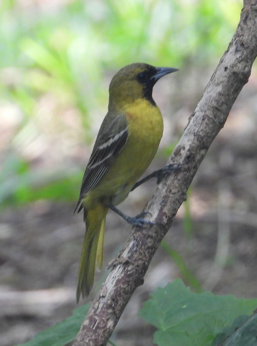 Orchard Oriole - ML619495411