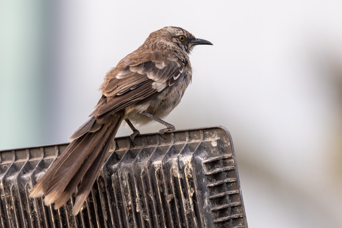 Long-tailed Mockingbird - ML619495456