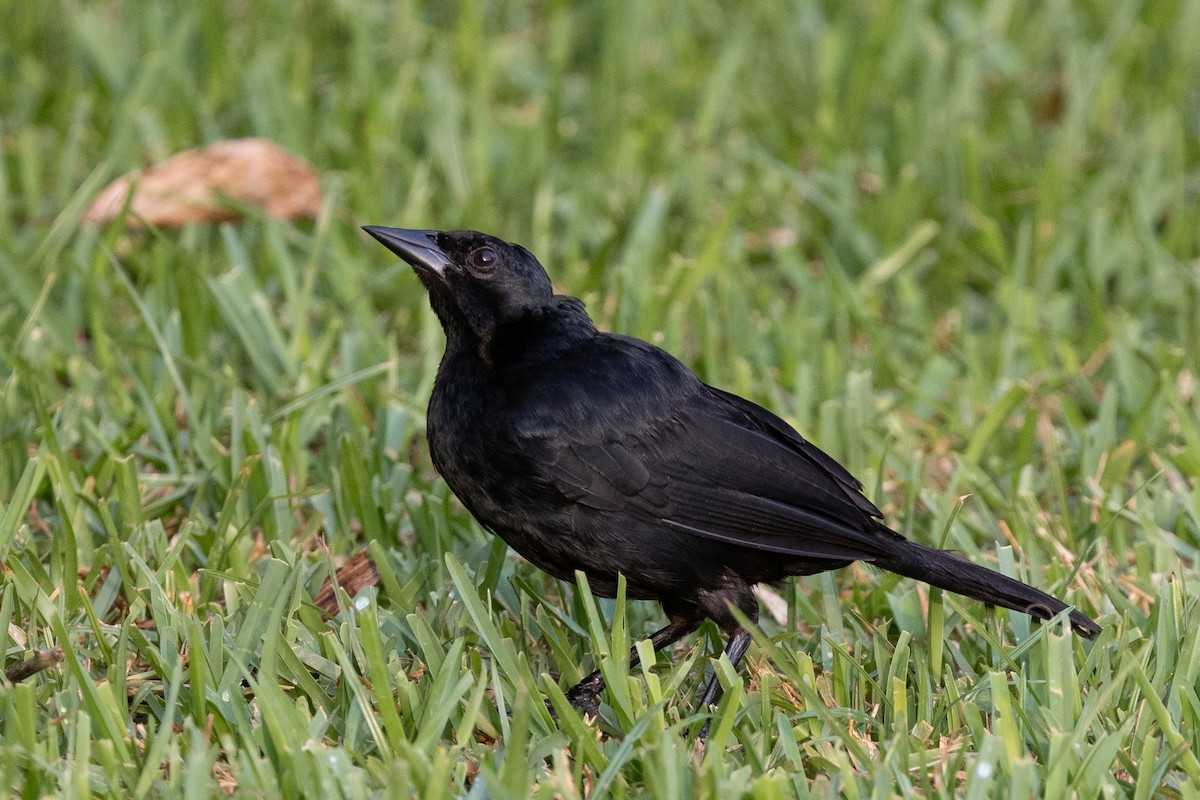 Scrub Blackbird - ML619495508