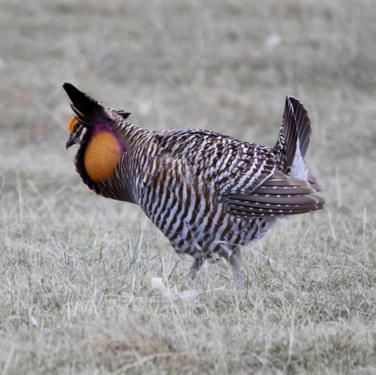 Greater Prairie-Chicken - ML619495532