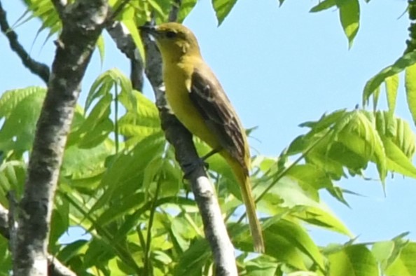 Orchard Oriole - ML619495537