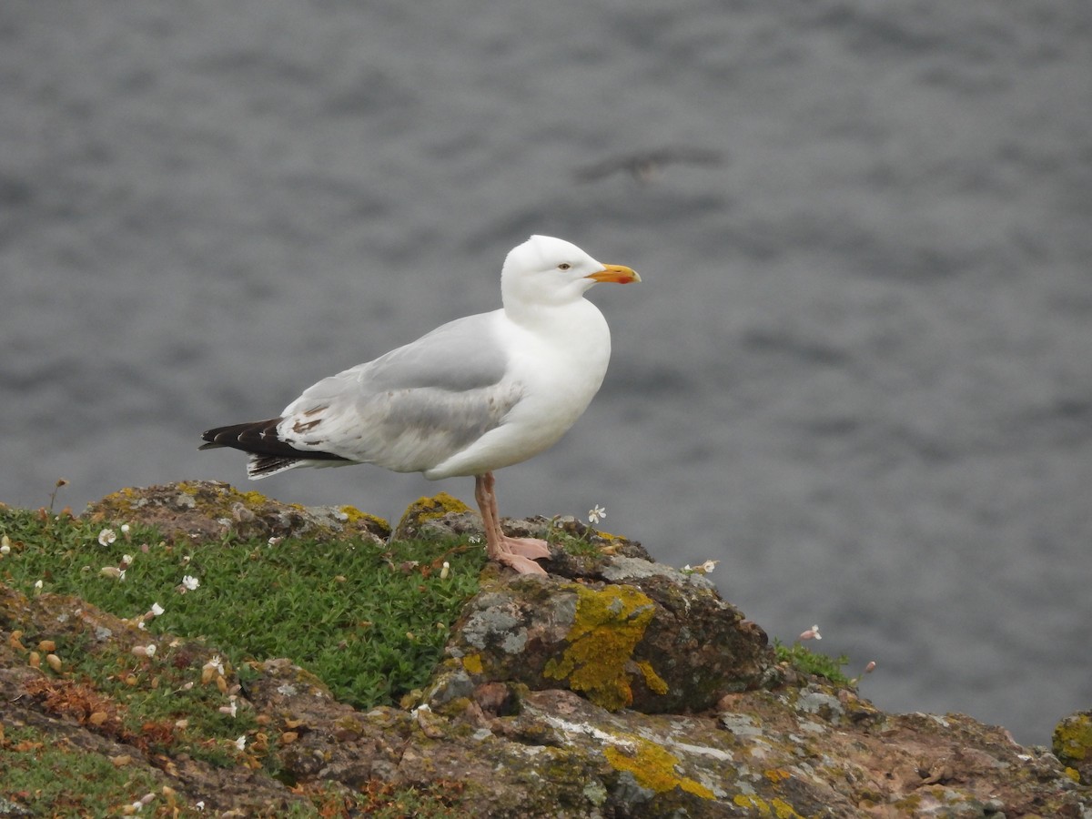Herring Gull (European) - ML619495563