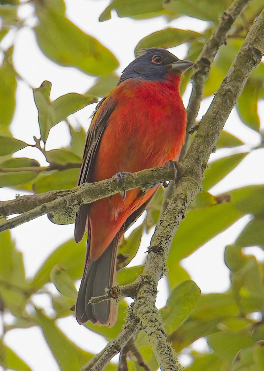 Painted Bunting - ML619495581