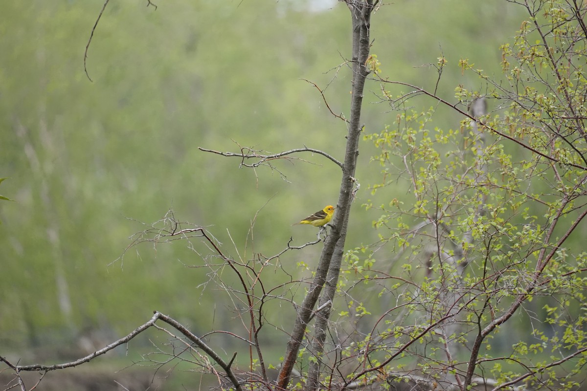 Western Tanager - ML619495605
