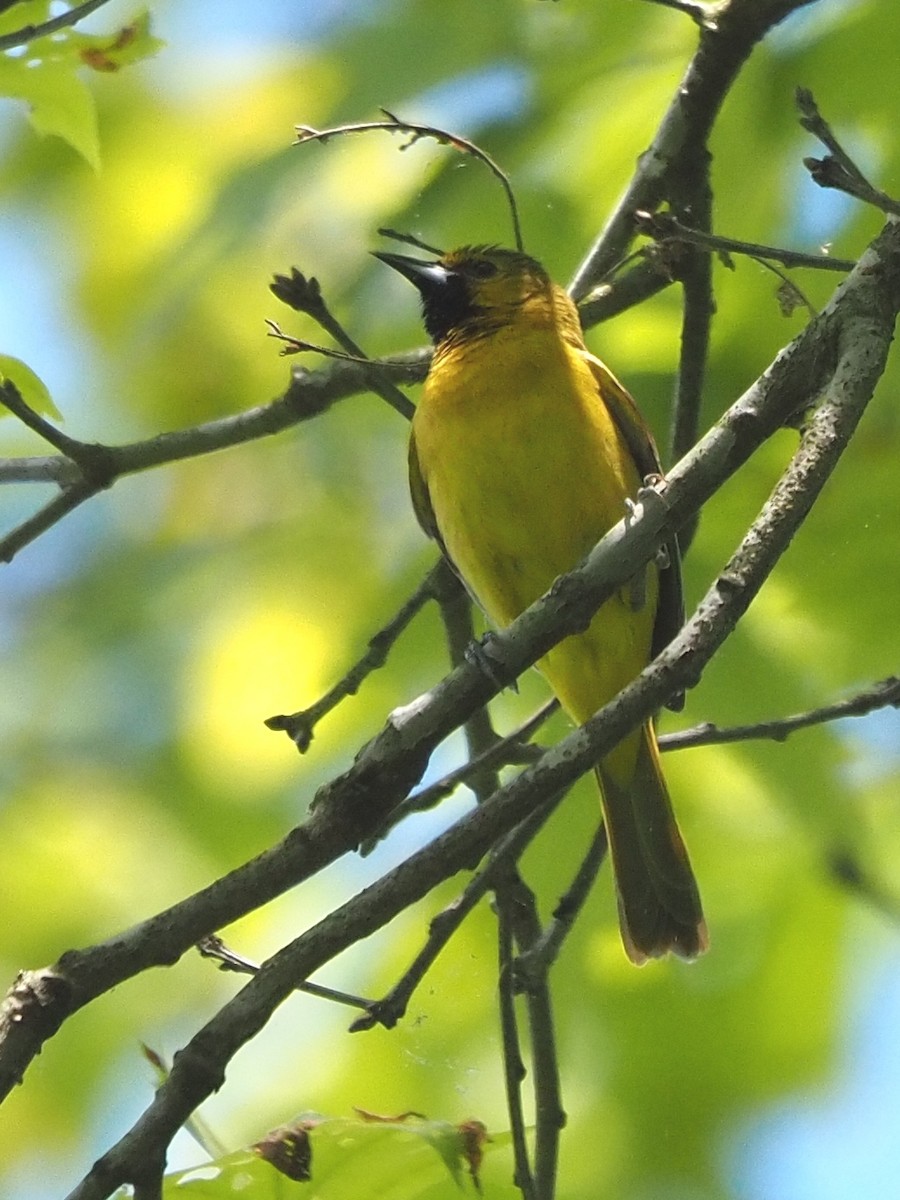 Orchard Oriole - ML619495628