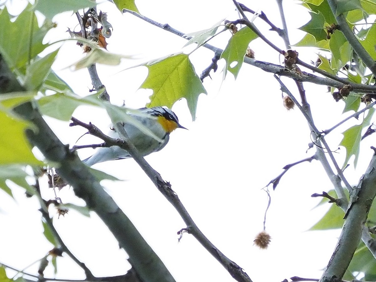 Yellow-throated Warbler - ML619495640